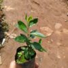 Strawberry Guva Plant