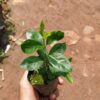 Strawberry Guva Red (Postage Extra) - Image 2