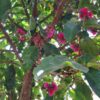 Malay Apple മലയൻ ആപ്പിൾ ( Postage Extra ) - Image 3