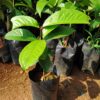 Malay Apple മലയൻ ആപ്പിൾ ( Postage Extra )