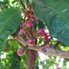Malay Apple മലയൻ ആപ്പിൾ ( Postage Extra ) - Image 2