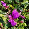 Melastoma Small Plants ( Postage Extra )