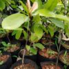 Mangolian Mangosteen പുണർപ്പുളി ( Postage Extra )