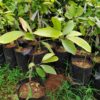Mangolian Mangosteen പുണർപ്പുളി ( Postage Extra ) - Image 2