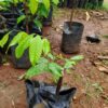 Rambutan Bud Plant Red ( Postage Extra )
