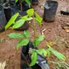 Rambutan Bud Plant Red ( Postage Extra ) - Image 2