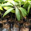 Alphonso Mango Plant ( Postage Extra )