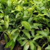 Alphonso Mango Plant ( Postage Extra ) - Image 2