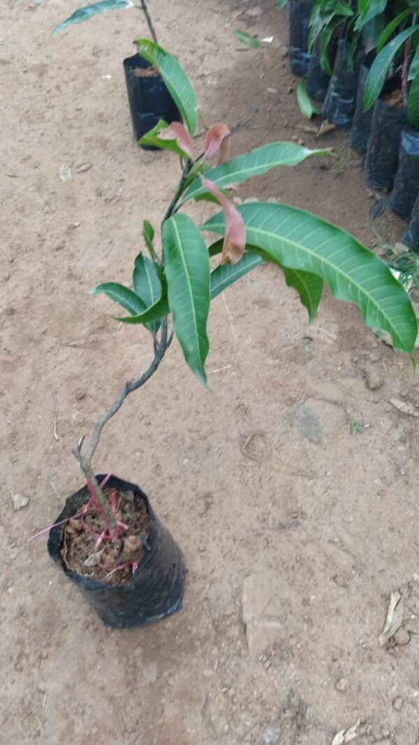 Malgova Mango Plant ( Postage Extra ) - Trends Wheel