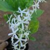 Sandpaper Vine White ( Postage Extra)