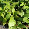 Sandpaper Vine White ( Postage Extra) - Image 2