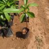 Elephant Apple Plant ( Postage Extra ) - Image 2