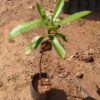 Elephant Apple Plant