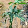 Mundappa Mango Plant - Graft Plant ( Postage Extra ) - Image 2