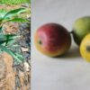 Mundappa Mango Plant - Graft Plant ( Postage Extra )
