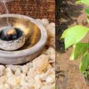 White Kunthirikkam / Frankincense Plant Olibanum ( Postage Extra )