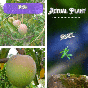 R2E2 Mango Grafted Plant ( Free Delivery)