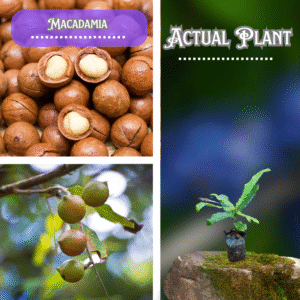 Macadamia Plant ( Postage Extra )