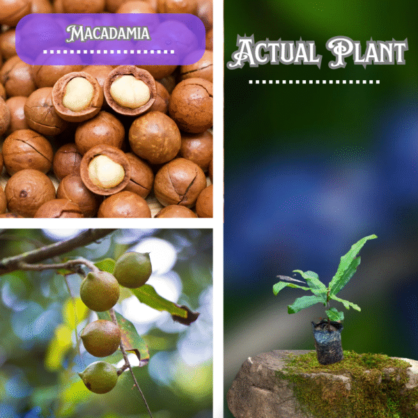 Macadamia Plant ( Postage Extra )