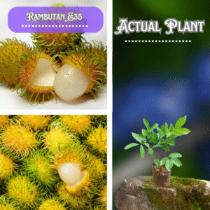 Rambutan E35 - Yellow Rambutan Bud ( Postage Extra )