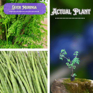 Layer Muringa / Drumstick ( Postage Extra )