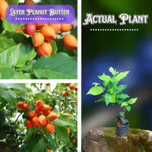 Peanut Butter Layer Plants ( Postage Extra )