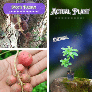 Mooti Pazham Cuttings Plant ( Postage Extra )