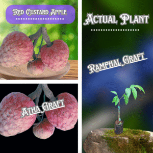 Ramphal/Red Custard Apple/Atha Grafted Plants ( Postage Extra )