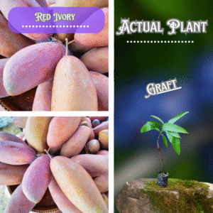 Red Ivory Mango Grafted Plant ( Free Delivery )
