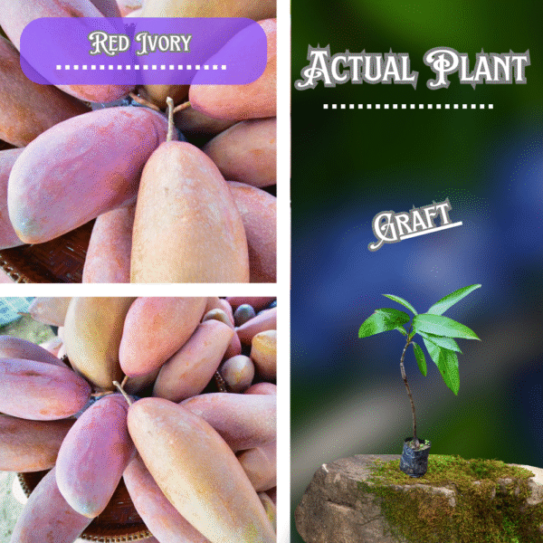 Red Ivory Mango Grafted Plant ( Free Delivery )
